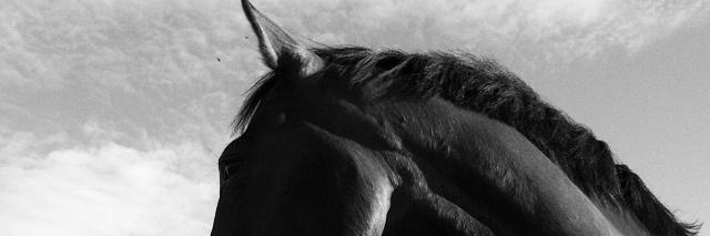 gessbo's profile banner image