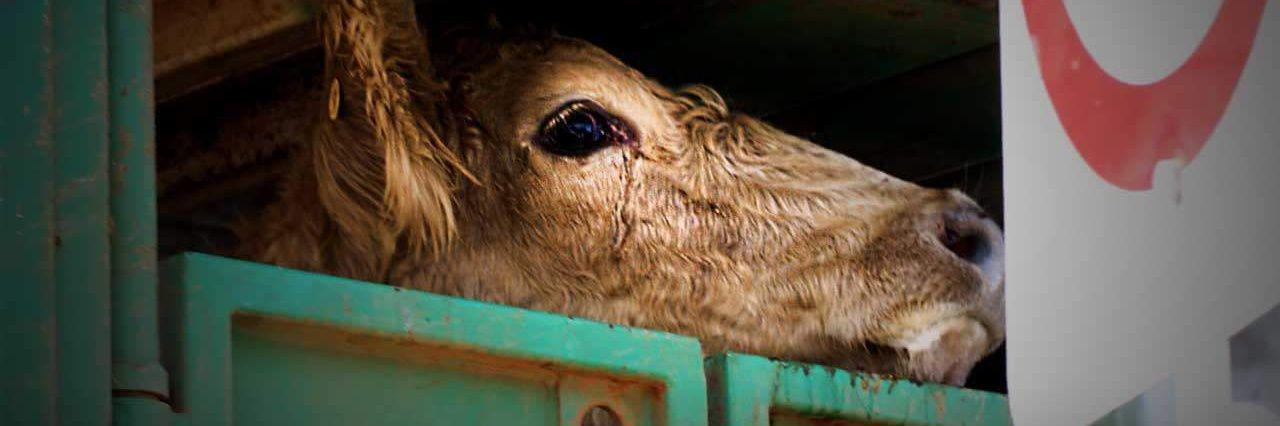 Live Export Shame banner