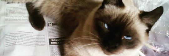 jessdelpe's profile banner image