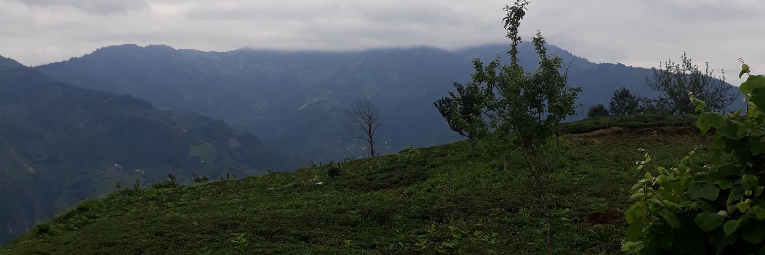 wildmanbolu's profile banner image