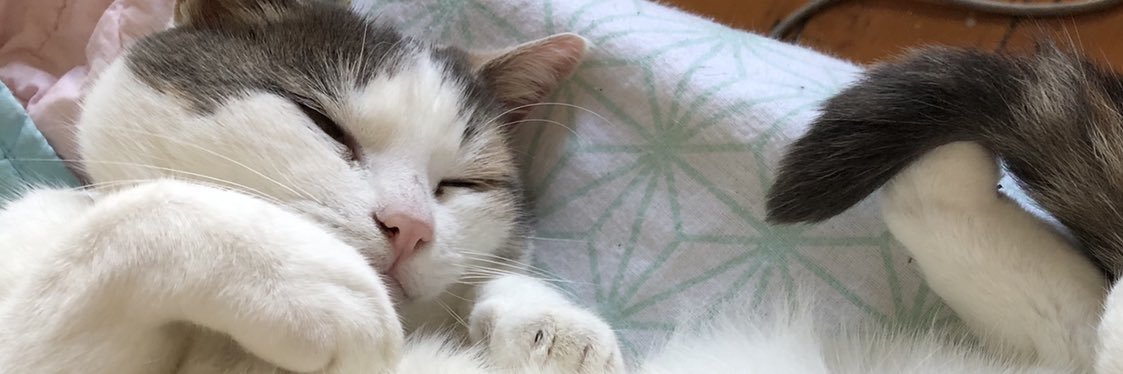 Pikelet (Taylor’s Version) 👩🏻‍💻🥞✨🦄🏳️‍🌈 banner