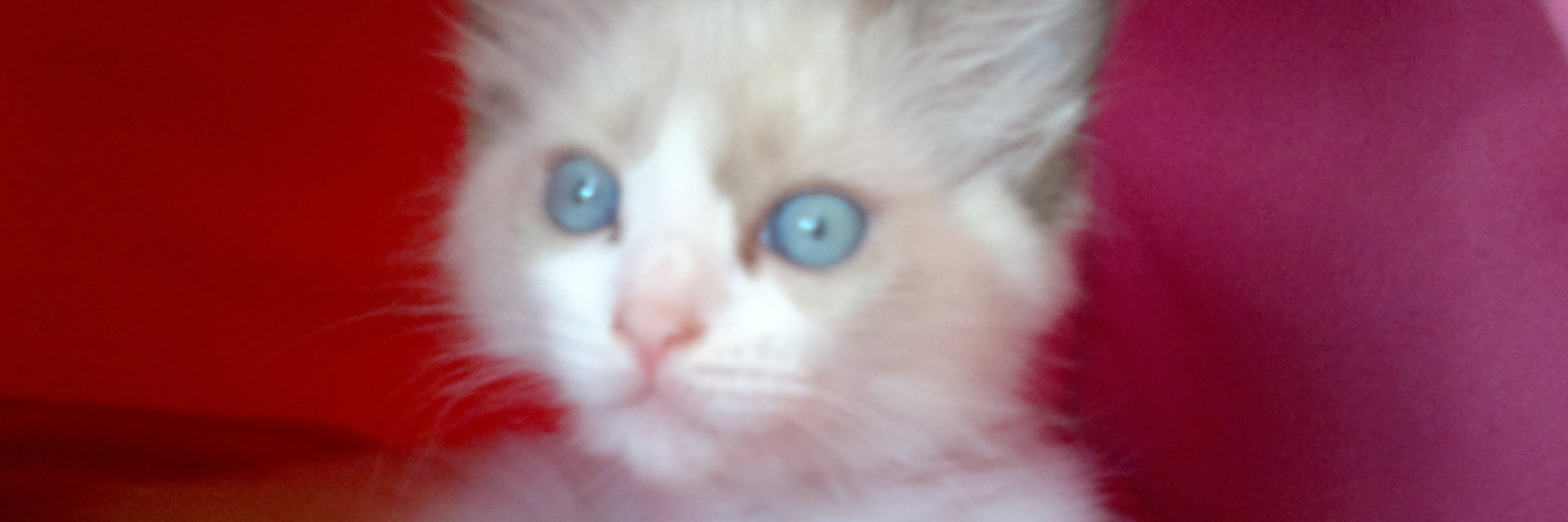 sofkagh's profile banner image