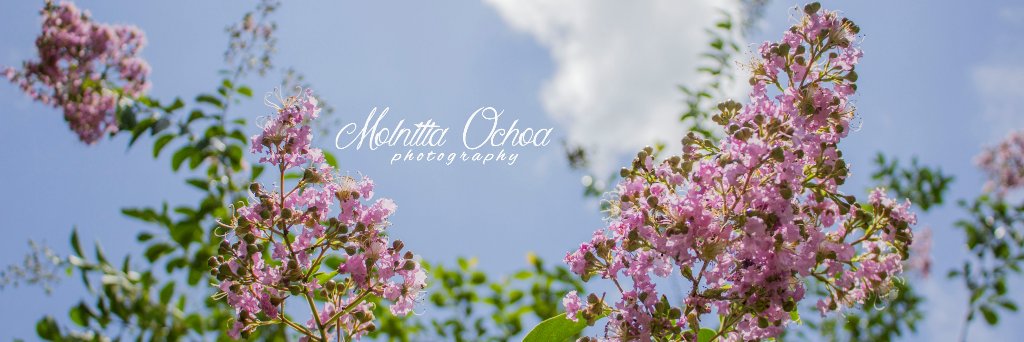 Nittababii's profile banner image