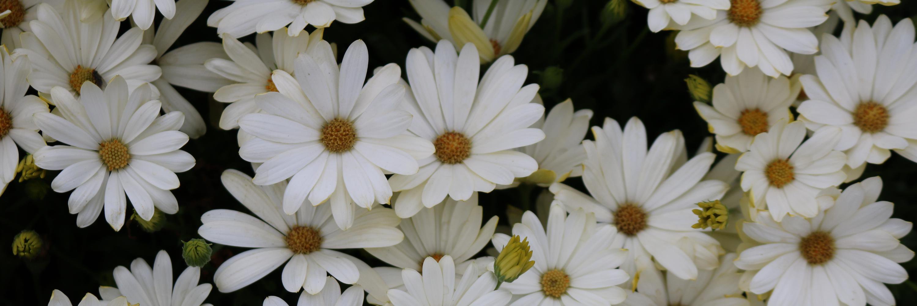 Mina_aa's profile banner image