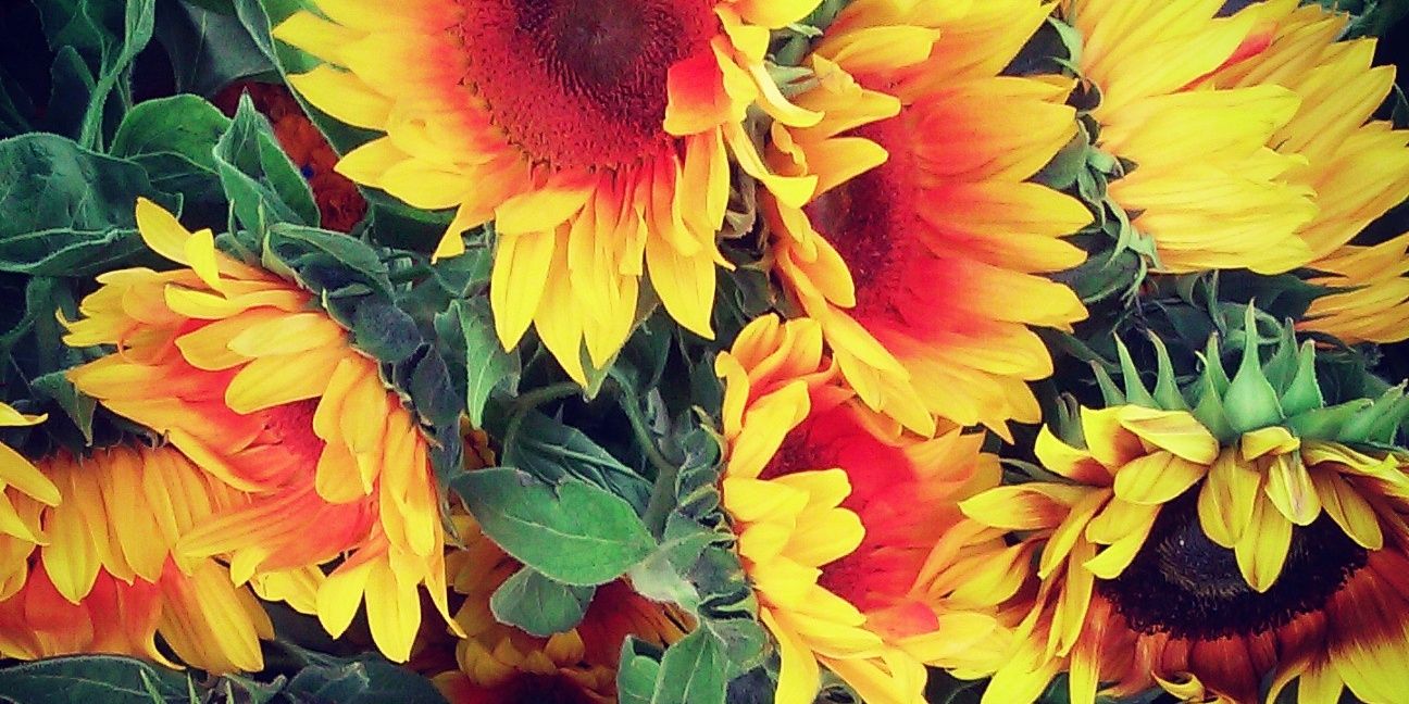 CallaCamacho's profile banner image