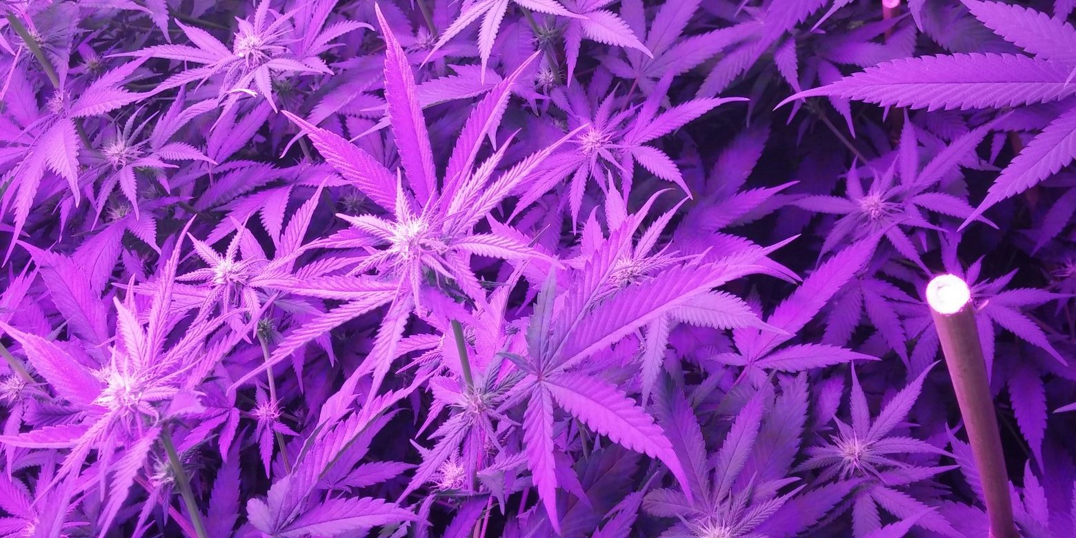 420microd's profile banner image