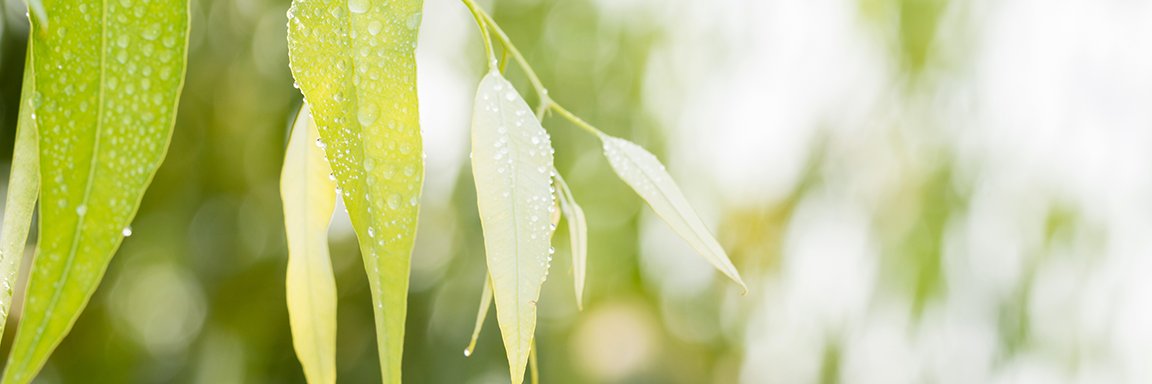 SimplyCarbon's profile banner image
