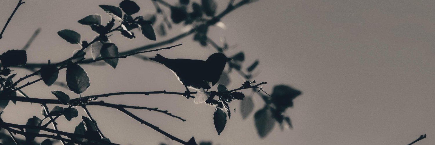 Kylark1129's profile banner image