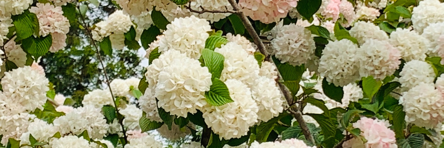 rona_615's profile banner image
