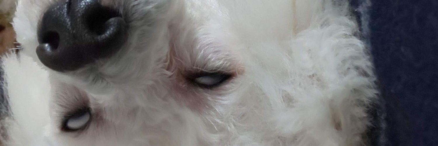 willnasu_cd's profile banner image