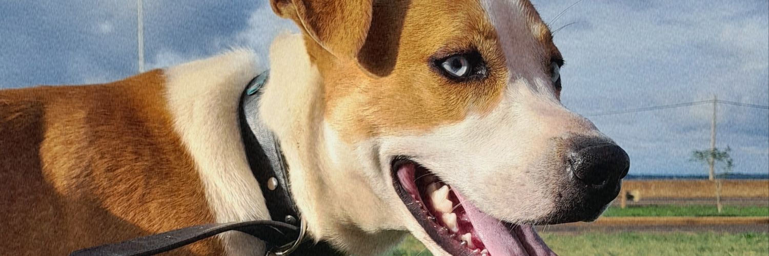 CeciliaMiranda_'s profile banner image