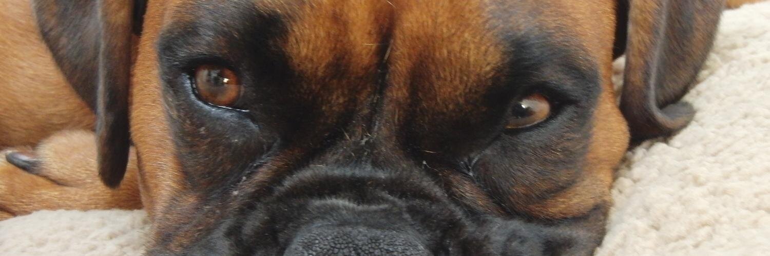 JollyPenny's profile banner image