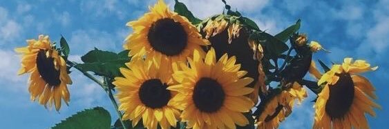wilmanw_'s profile banner image