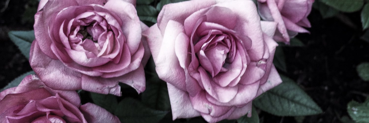 cheyenegum's profile banner image