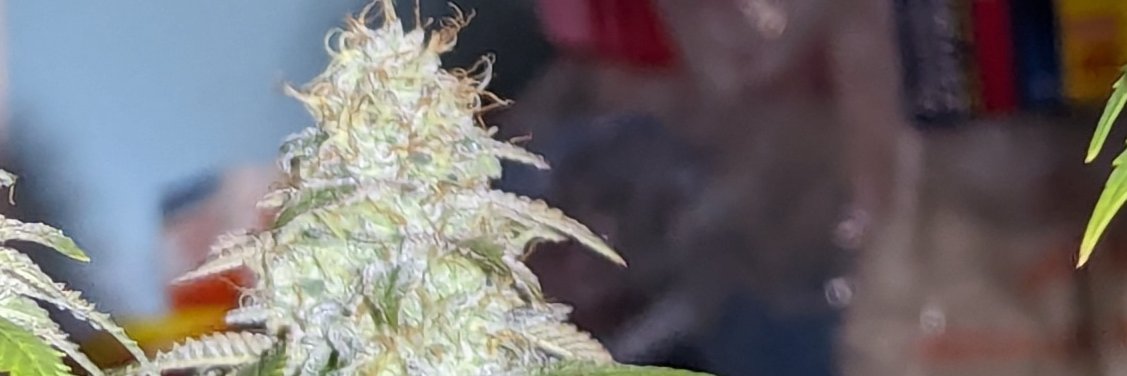 Devaughn Baker banner