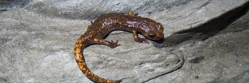 Jeanette Hall - ask me about woods 🌳 and newts 🦎 banner