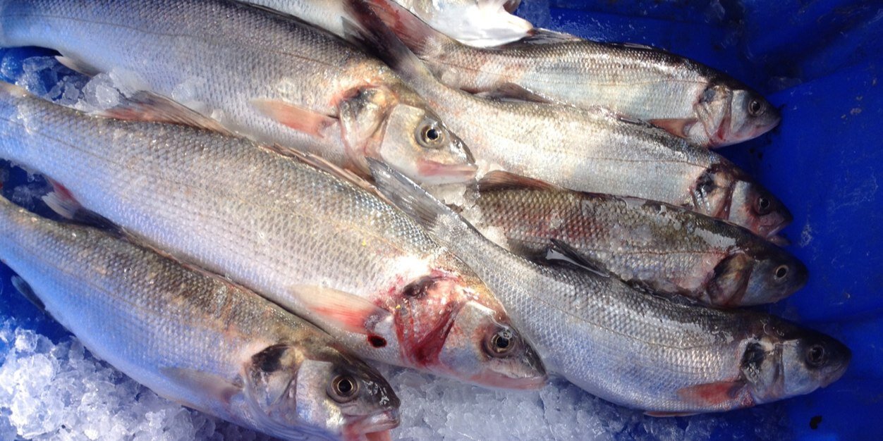 Merseafreshfish's profile banner image