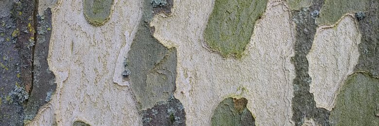 RachelLizMills's profile banner image