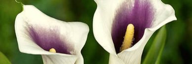 mariereilly111's profile banner image