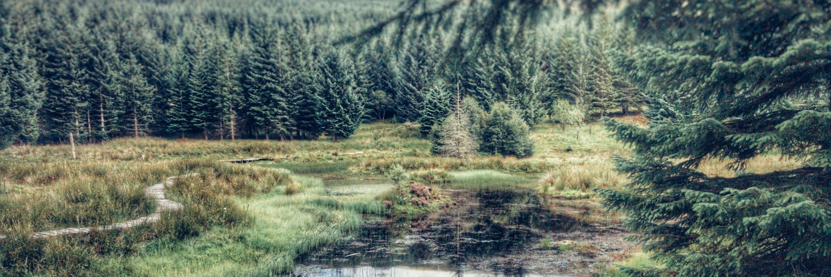 Michael Grayer banner