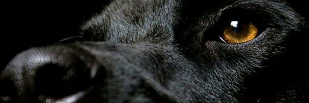 MacPoffi's profile banner image