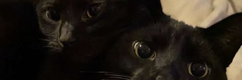 asholland13's profile banner image