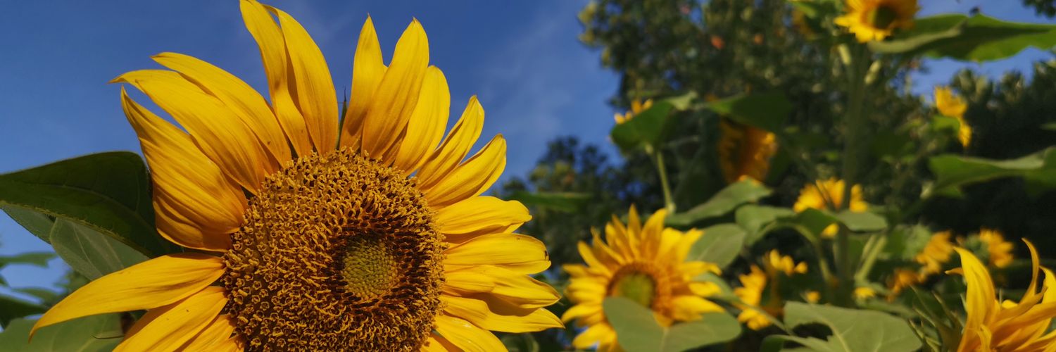 auliazara's profile banner image