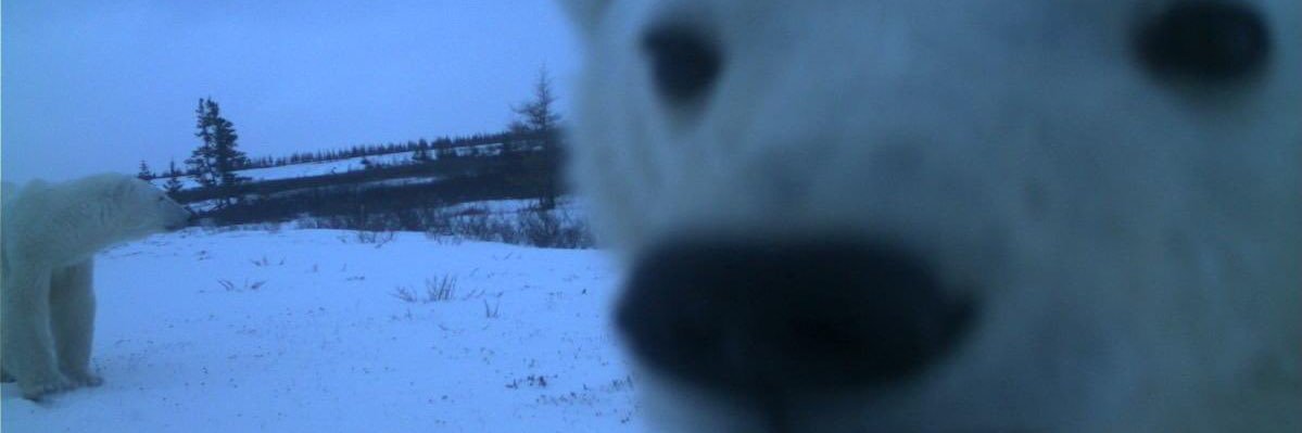 helo banner