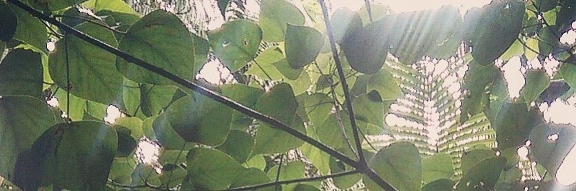 MerCarrin's profile banner image