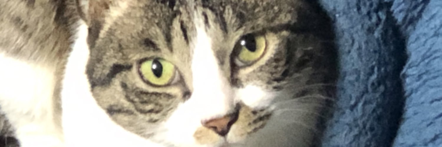 mrnjreczde's profile banner image