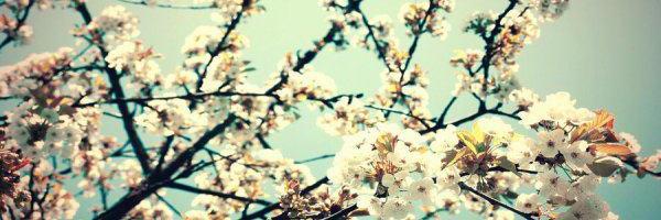 KiaRT_Kibi's profile banner image