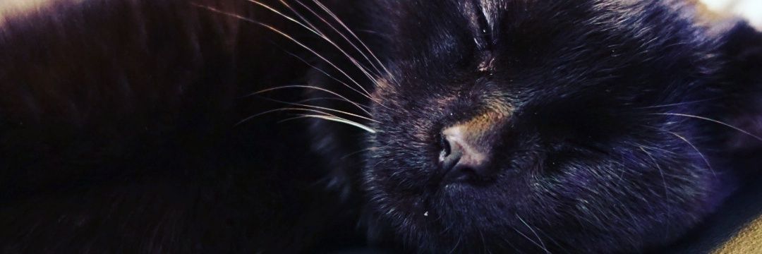 AlanThongvanh's profile banner image