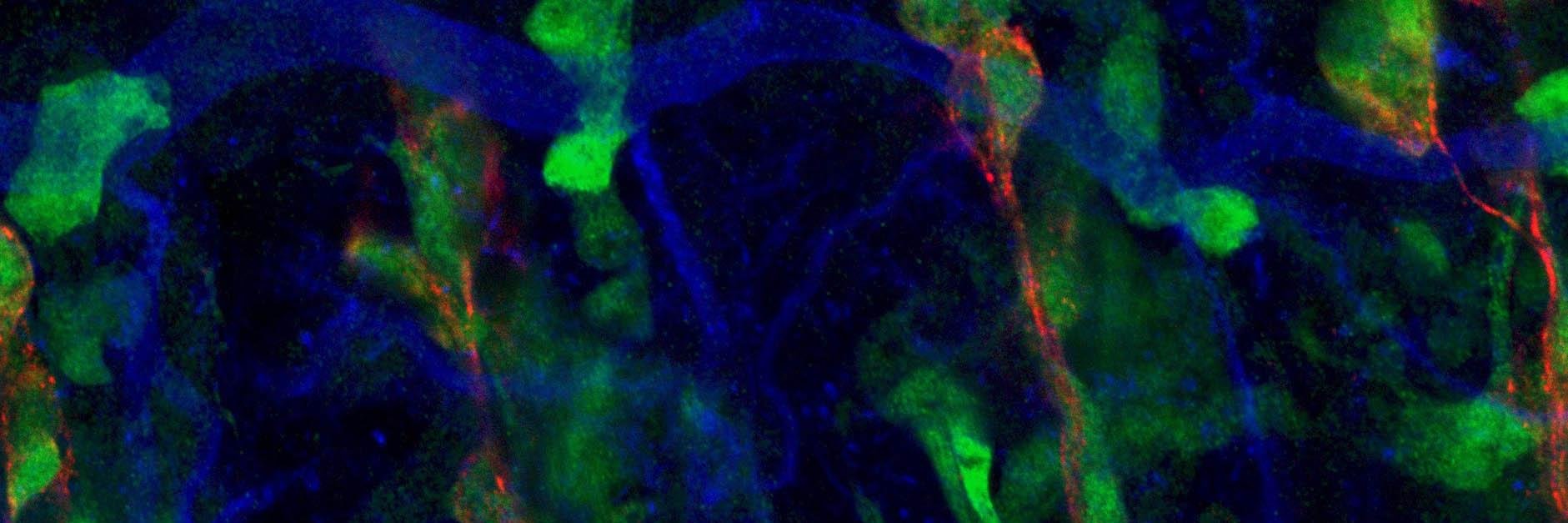 Sofia Araújo banner