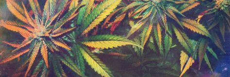 cartografou's profile banner image