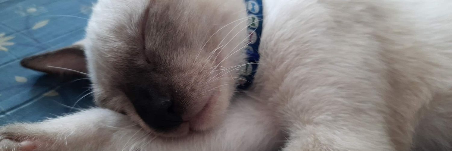 Pdiamondz28's profile banner image