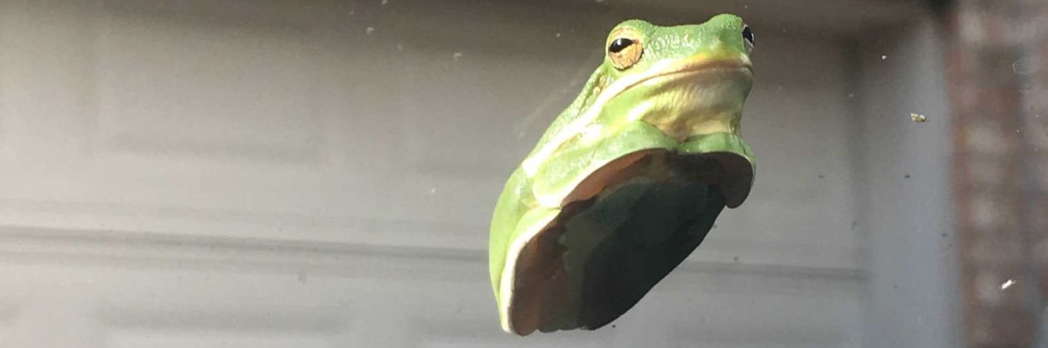 Xirdman's profile banner image