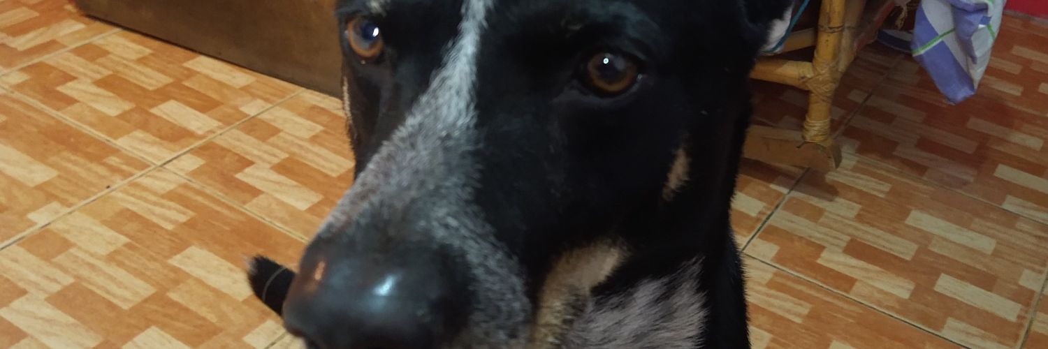 MorellBarr's profile banner image