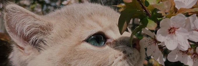 327Sim's profile banner image