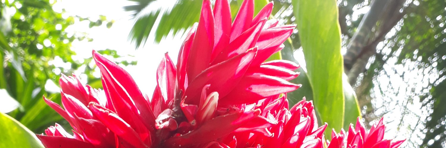 Angélica Lasilio banner