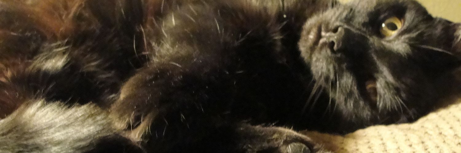 PunkPrincessNH's profile banner image