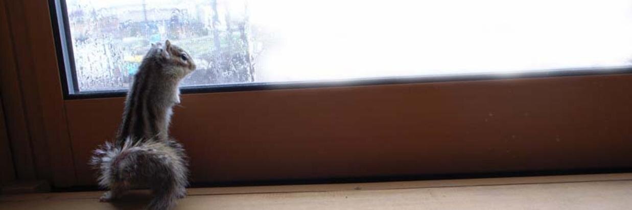 𝒊𝒊𝒅𝒂𝒚𝒂Δ banner