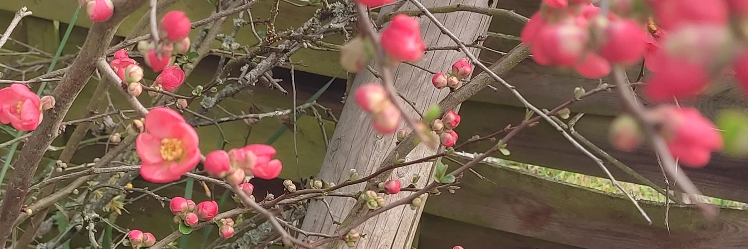 volèn 🌱 la mère commère vipère sorcière banner