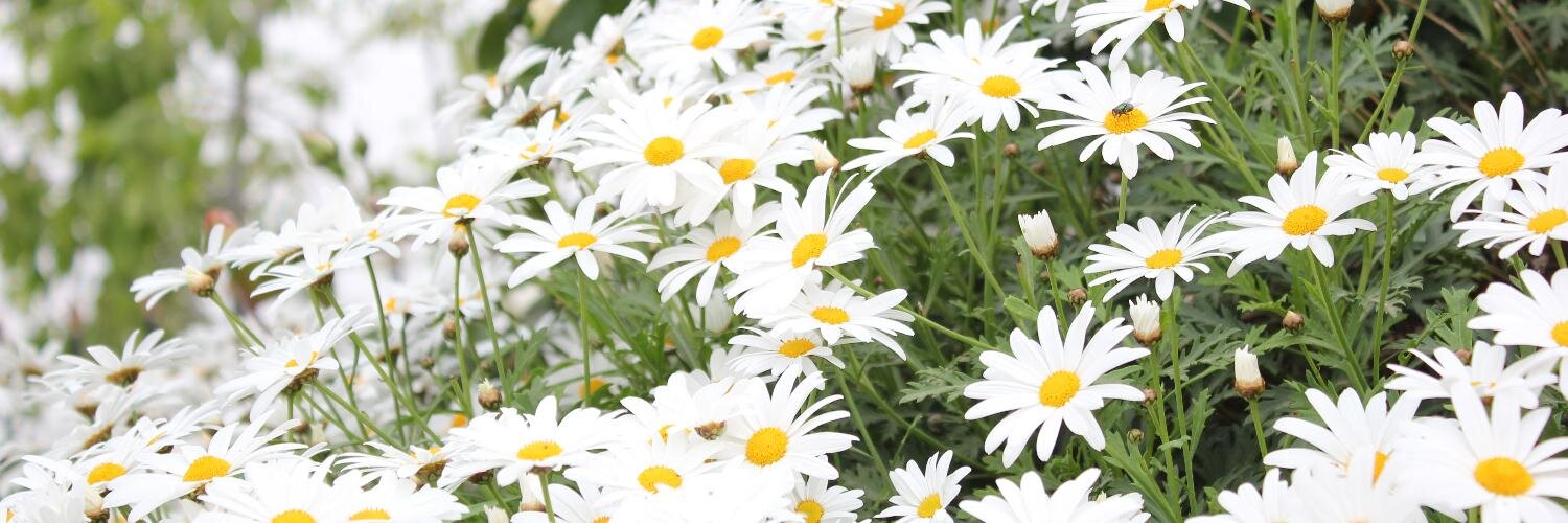alsaleh_l's profile banner image