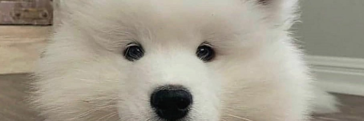 SikinamiFF14's profile banner image