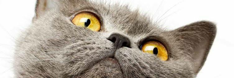 Bayu Prawidarta banner