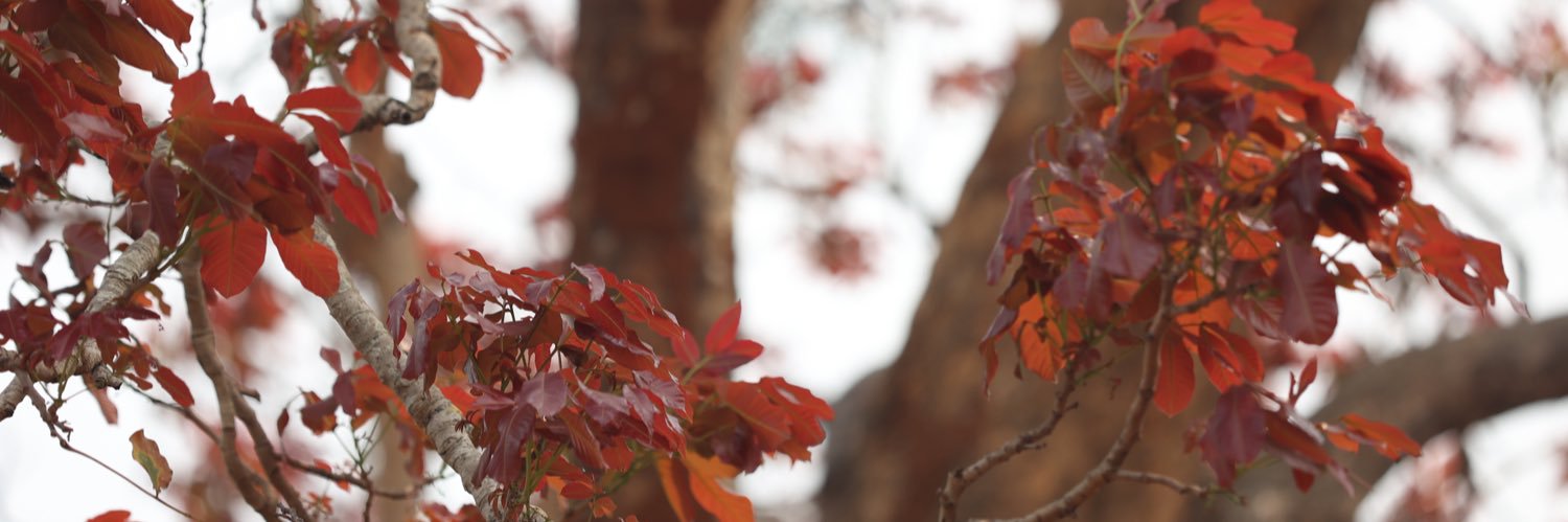 SamalSubhrajeet's profile banner image
