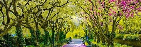 Sajjad Tarakzai banner