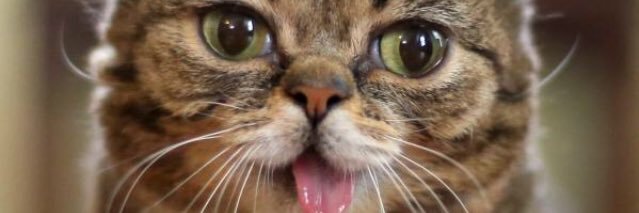 Ale_Gatto's profile banner image