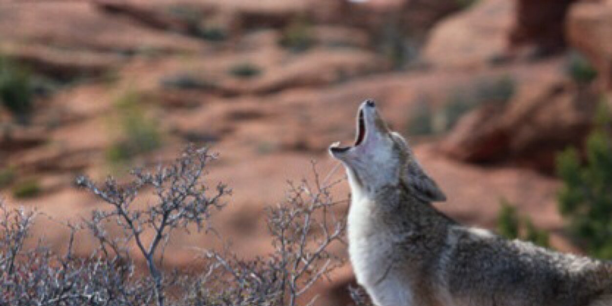 Coyote Library banner