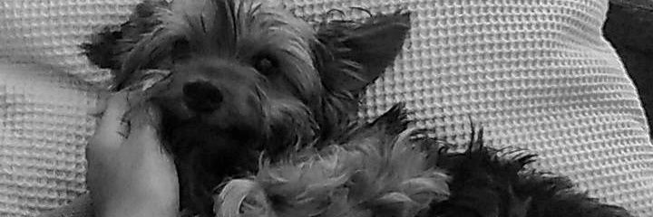 carmenmere27's profile banner image